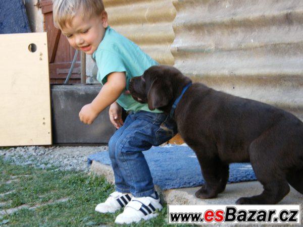 Pejsek hnědý LABRADOR RETRIEVER – fotografie 3