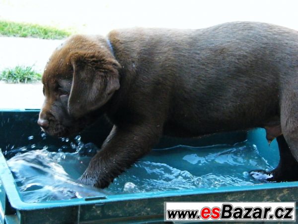 Pejsek hnědý LABRADOR RETRIEVER – fotografie 4