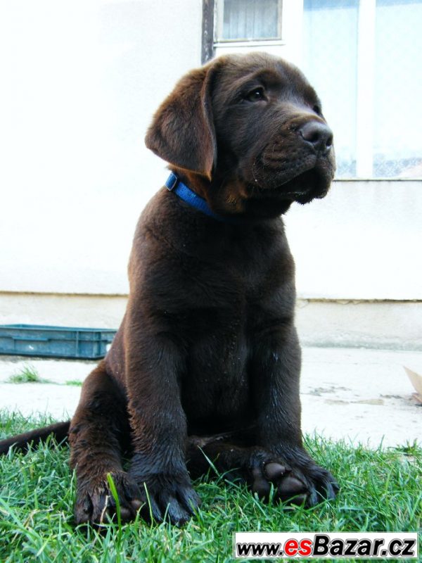Pejsek hnědý LABRADOR RETRIEVER – fotografie 5