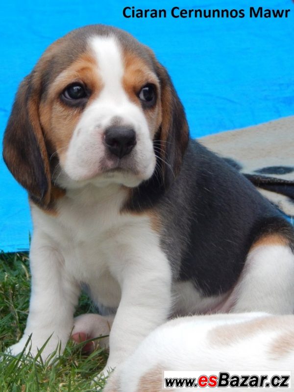 Štěňata beagle / bígl s PP – fotografie 2