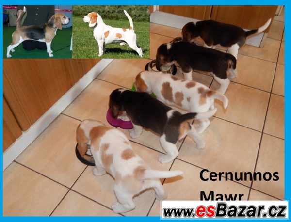 Štěňata beagle / bígl s PP – fotografie 4