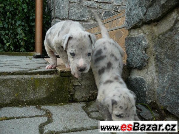 Štěňata německé dogy – fotografie 1