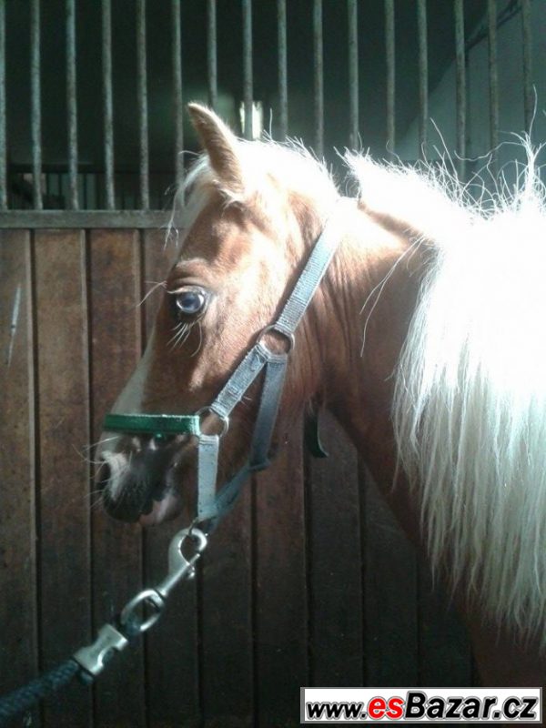 Welsh pony typu A – fotografie 3