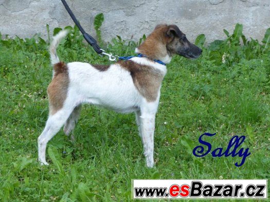 Sally - foxteriérka s PP – fotografie 2
