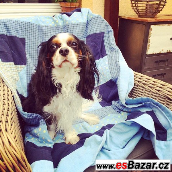 Nabízím KingCharlesSpaniel - krytí – fotografie 1