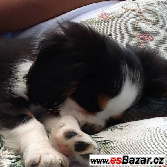 Nabízím KingCharlesSpaniel - krytí – fotografie 2