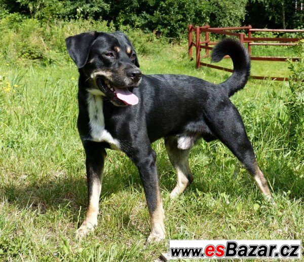 OSKAR - Kříženec - pes – fotografie 1