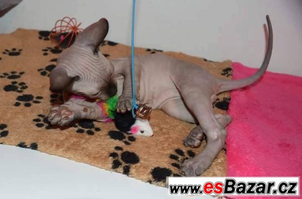 Prodám koťátko Sphynx – fotografie 1