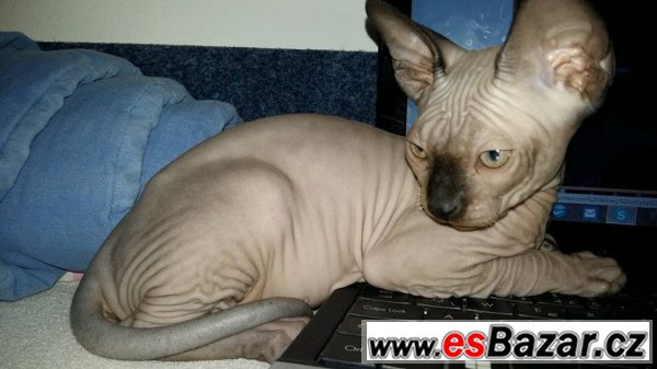 Prodám koťátko Sphynx – fotografie 2