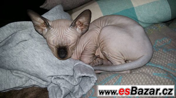 Prodám koťátko Sphynx – fotografie 3