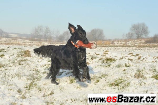 Přijímáme záznamy na štěňátka FCR – fotografie 4