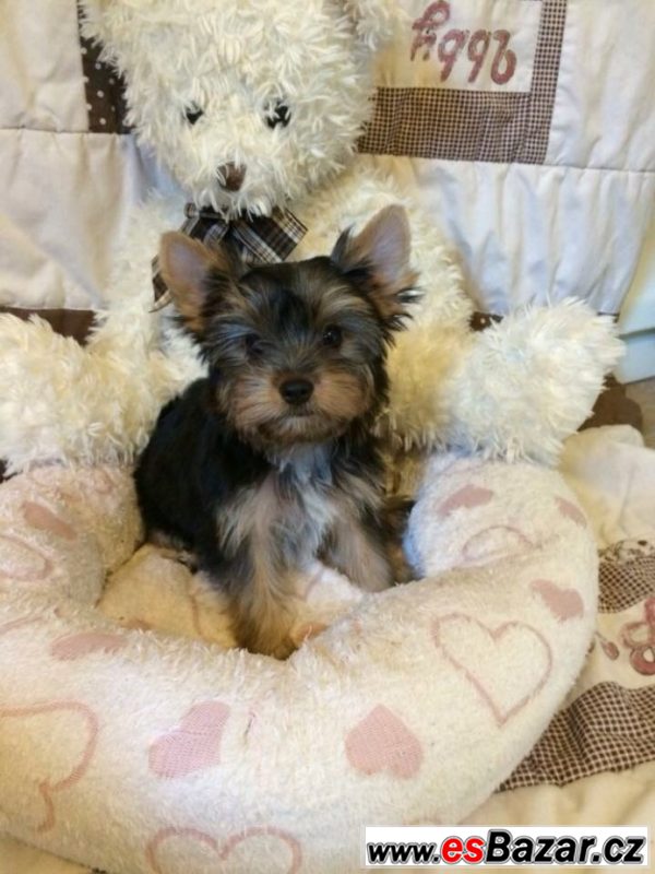 Yorkshire terrier carrier – fotografie 4