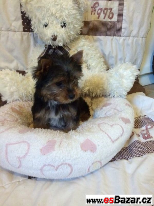 Yorkshire terrier carrier – fotografie 5