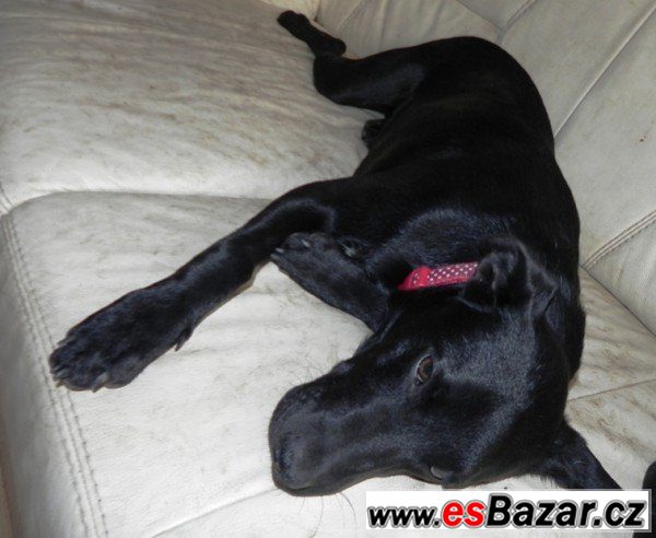 TANGO - Labradorský retrívr x-štěně – fotografie 1