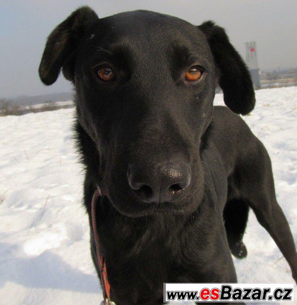 PATRON - Labradorský retrívr x  – fotografie 3