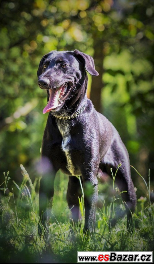 Leopold - labradorský retrívr  – fotografie 2