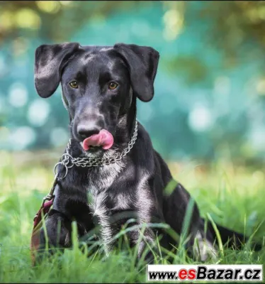 Leopold - labradorský retrívr 
