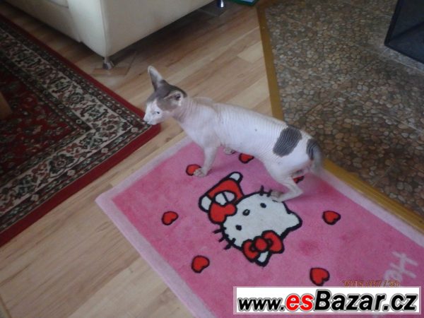 Sphynx kocour s PP na krytí  – fotografie 1