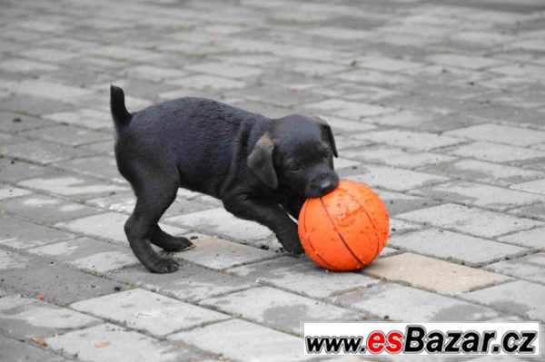 Patterdale teriéra  – fotografie 3