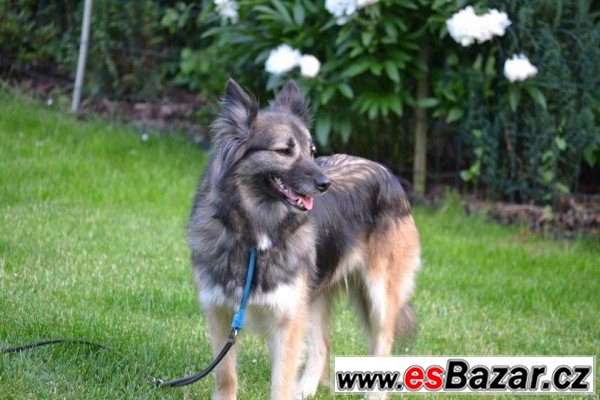 VENDULKA - Belgický ovčák x - fena – fotografie 2