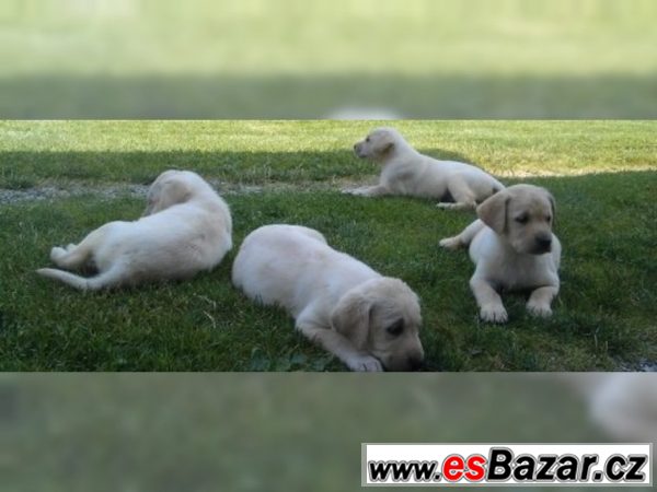 Labrador retriever štene s PP – fotografie 1