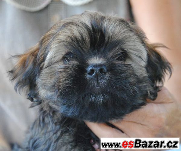 Lhasa apso štěňata – fotografie 3