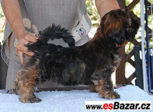 Lhasa apso štěňata – fotografie 4