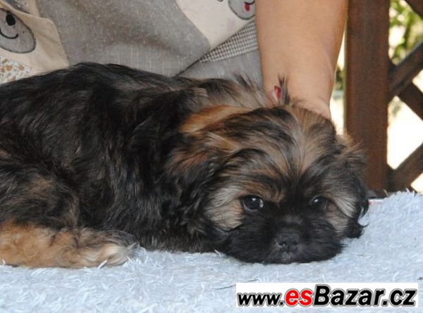 Lhasa apso štěňata – fotografie 6