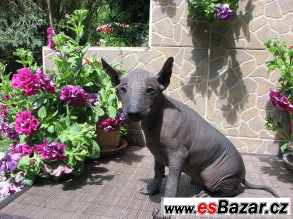 Xoloitzquintle -mexický naháč s PP – fotografie 1