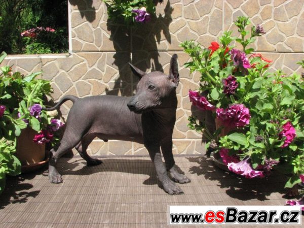 Xoloitzquintle -mexický naháč s PP – fotografie 2