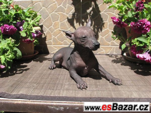 Xoloitzquintle -mexický naháč s PP – fotografie 3