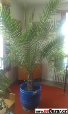 Prodej palmy