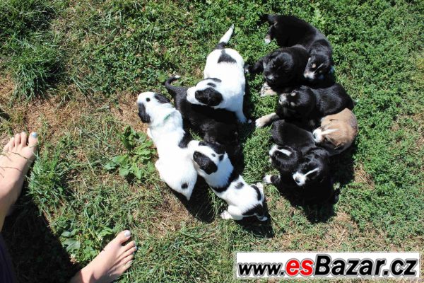 Labrador & středoasijat bez PP – fotografie 3