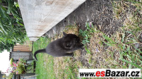 Nabízím krásnou kočičku – fotografie 3