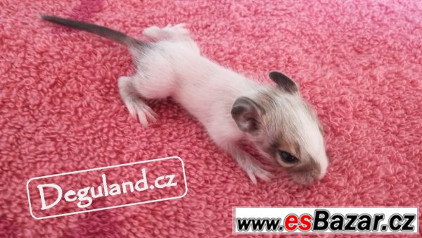 Strakatý osmák degu z Deguland – fotografie 1