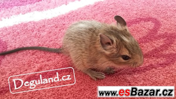 Strakatý osmák degu z Deguland – fotografie 2