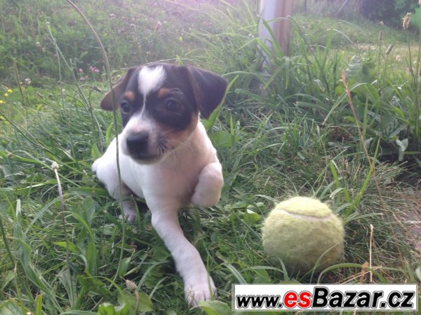 Prodám štěně Jacka Russell teriéra – fotografie 3