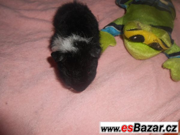 Morče - sameček crested skinny gen  – fotografie 1