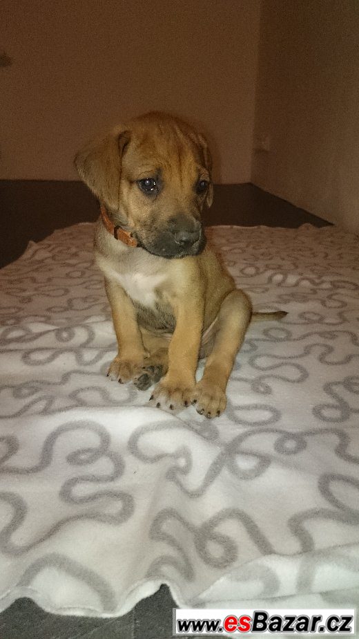 Rhodéského Ridgebacka – fotografie 5