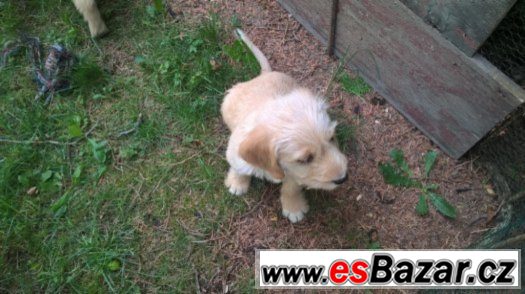  Labrador retrívr – fotografie 1