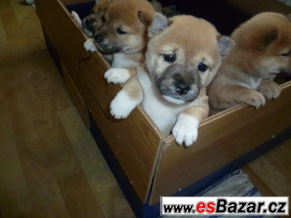 štěnátka Shiba-Inu – fotografie 4