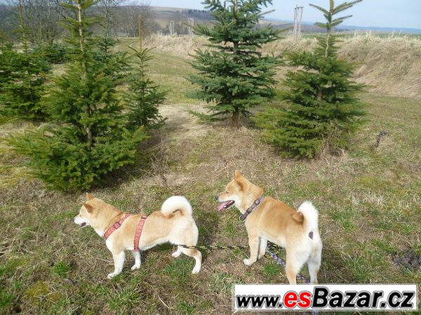 štěnátka Shiba-Inu – fotografie 5
