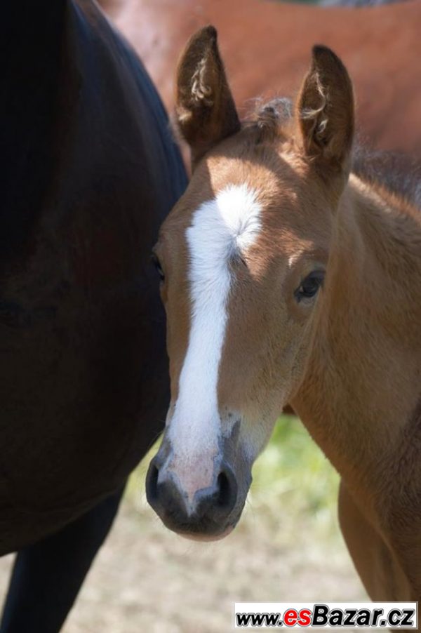 Paint Horse – fotografie 1