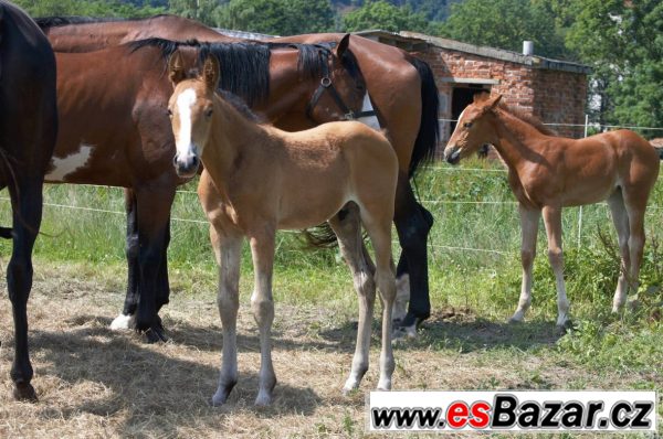 Paint Horse – fotografie 2