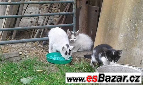 Věnuji koťátko do dobrých rukou. – fotografie 1
