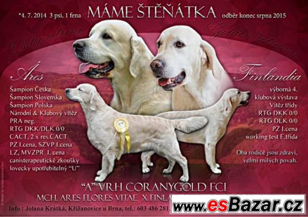 Prodám štěňata zlatých retrieverů – fotografie 1