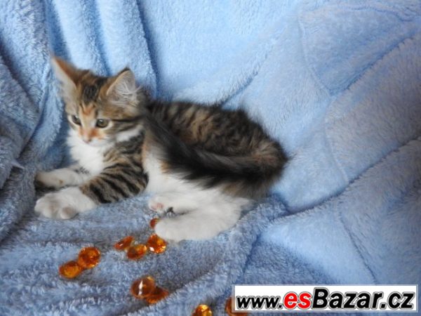 Sibiřská kočka Barborka – fotografie 2