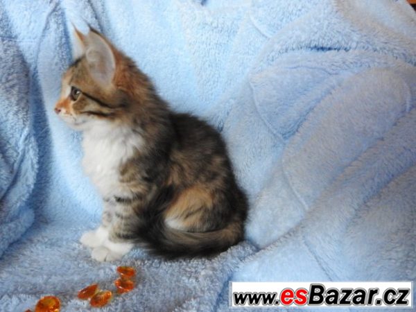 Sibiřská kočka Barborka – fotografie 5