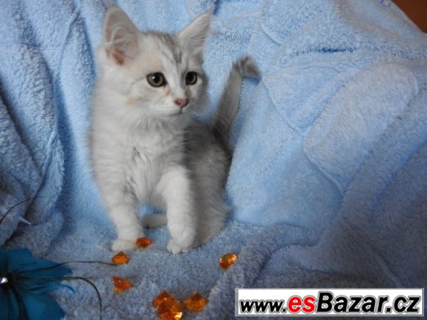 Sibiřský kocour Bastien – fotografie 1