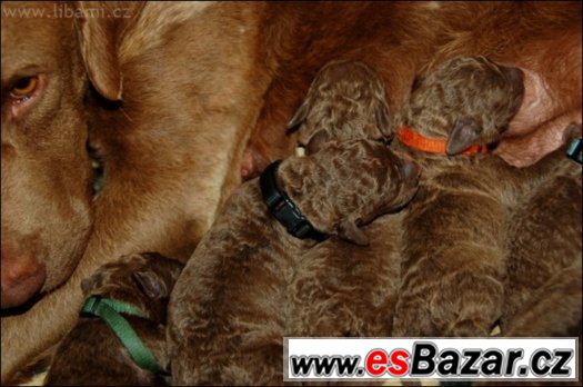 Chesapeake bay retrívr - štěňátka – fotografie 1
